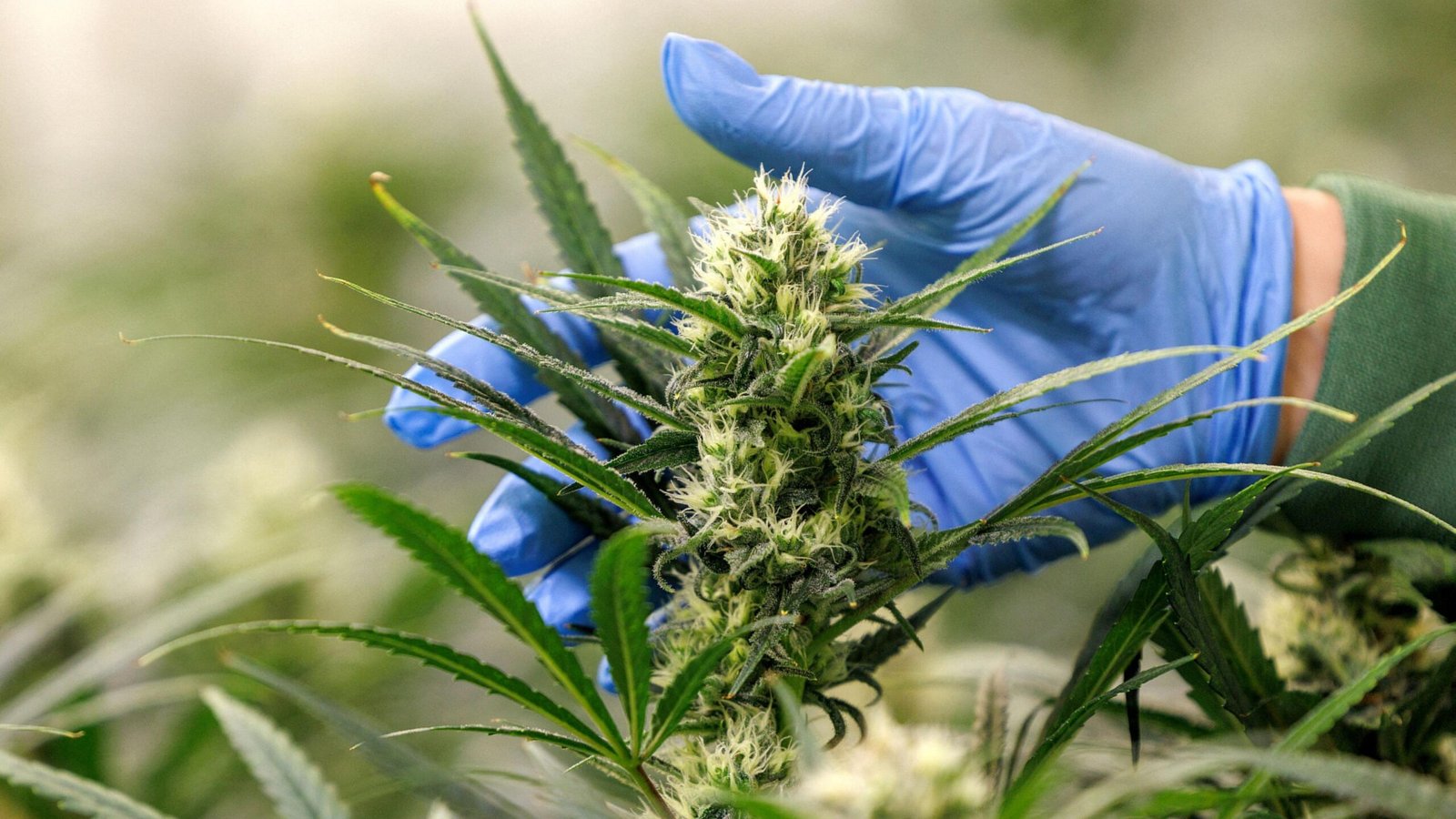 5starsstocks.com Cannabis: Your Guide to Smart Cannabis Investing